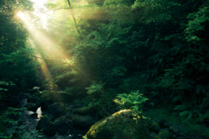 Forest with watercourse and rays of god at the Cranny Falls, Antrim, Northern Ireland Forest with watercourse and rays of god at the Cranny Falls, Antrim, Northern Ireland